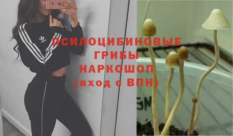 где найти   Мытищи  Галлюциногенные грибы Psilocybe 